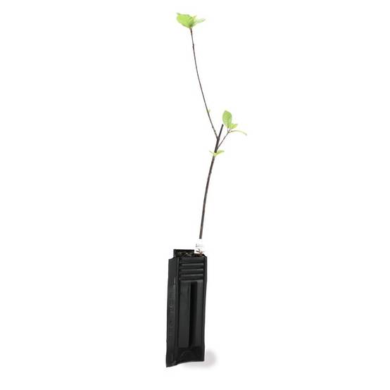 Bourdaine (Frangula alnus) - Godet - Taille 20/40cm - Pépinières Naudet - Image 3