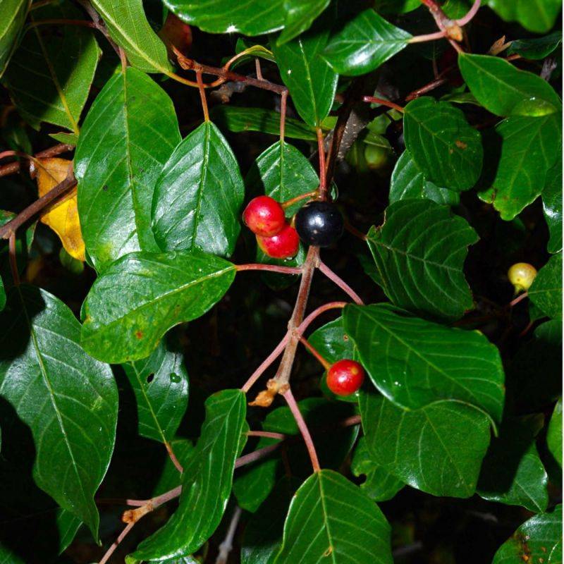 Bourdaine (Frangula alnus) - Godet - Taille 20/40cm - Pépinières Naudet - Image 2