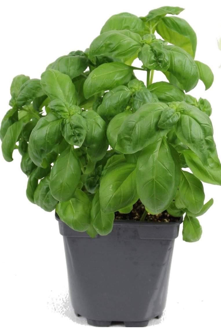 Basilic grand vert pot de 1 litre