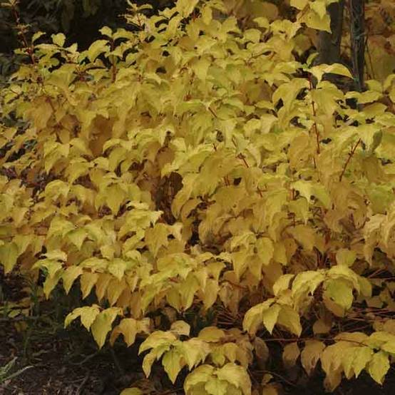 Promesse de Fleurs - Cornus sanguinea Mid Winter Fire - Cornouiller sanguin Godet de 8/9 cm