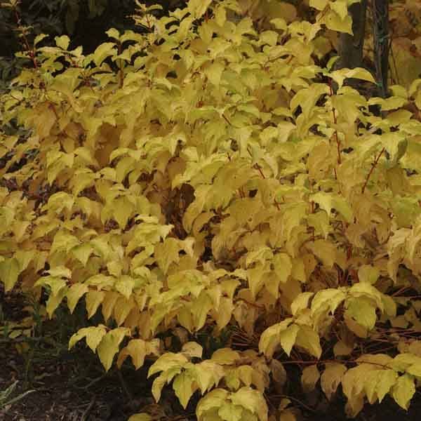 Promesse de Fleurs - Cornus sanguinea Mid Winter Fire - Cornouiller sanguin Godet de 8/9 cm