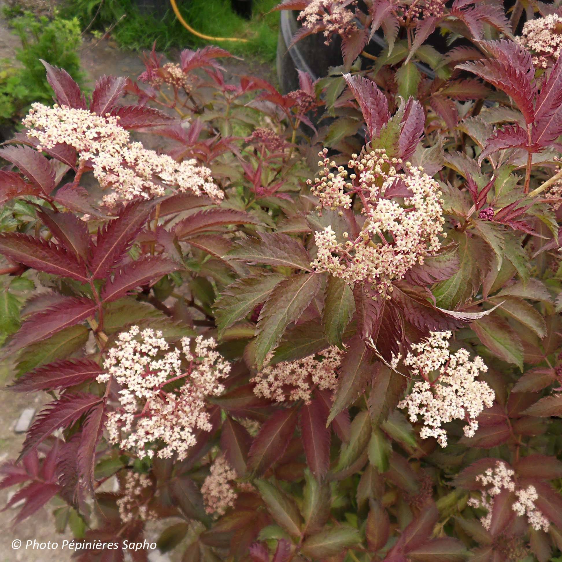 Sambucus nigra Serenade - Sureau noir Godet de 8/9 cm
