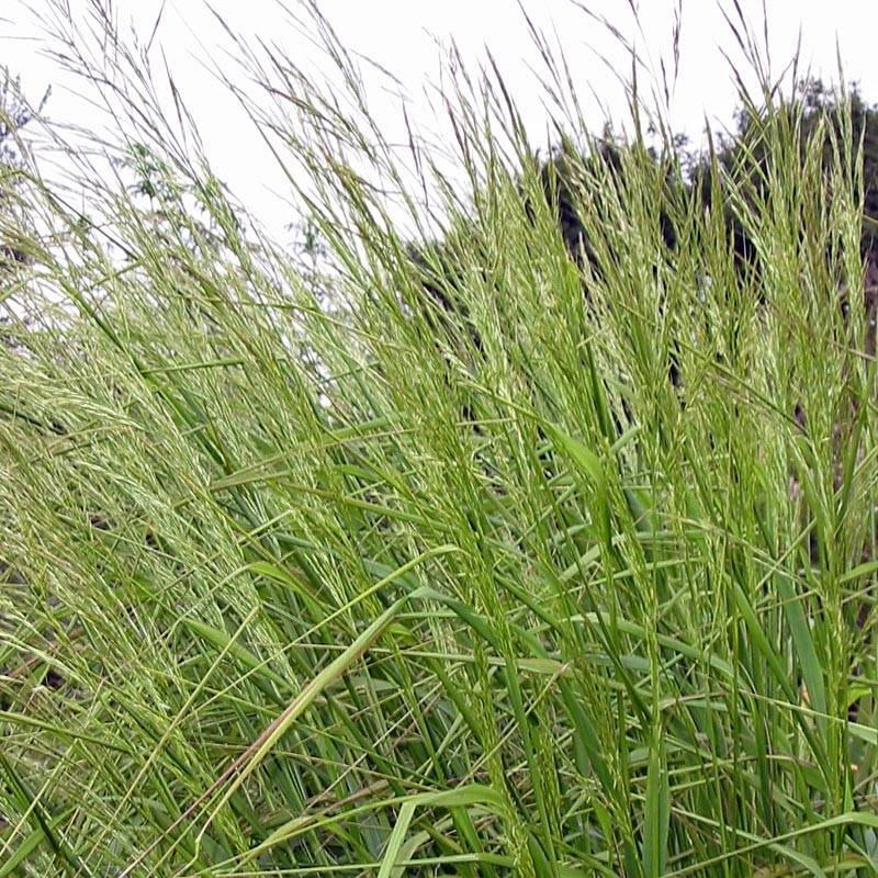 Promesse de Fleurs - Stipa extremiorientalis - Stipe Godet de 8/9 cm