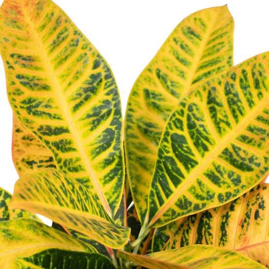 La Green Touch - Codiaeum Petra Croton 45cm - Plante d'intérieur- La Green Touch - Image 3