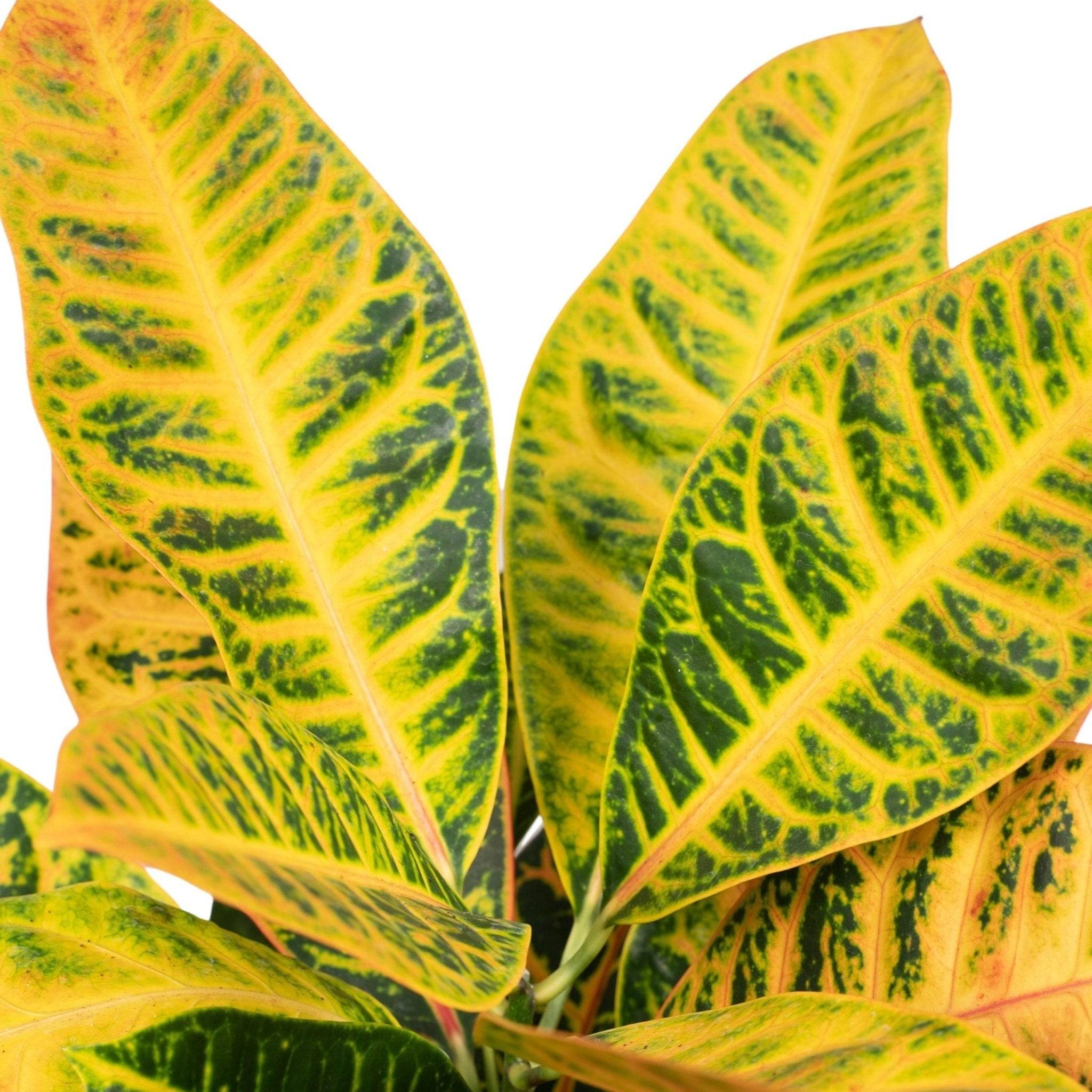 La Green Touch - Codiaeum Petra Croton 45cm - Plante d'intérieur- La Green Touch - Image 3