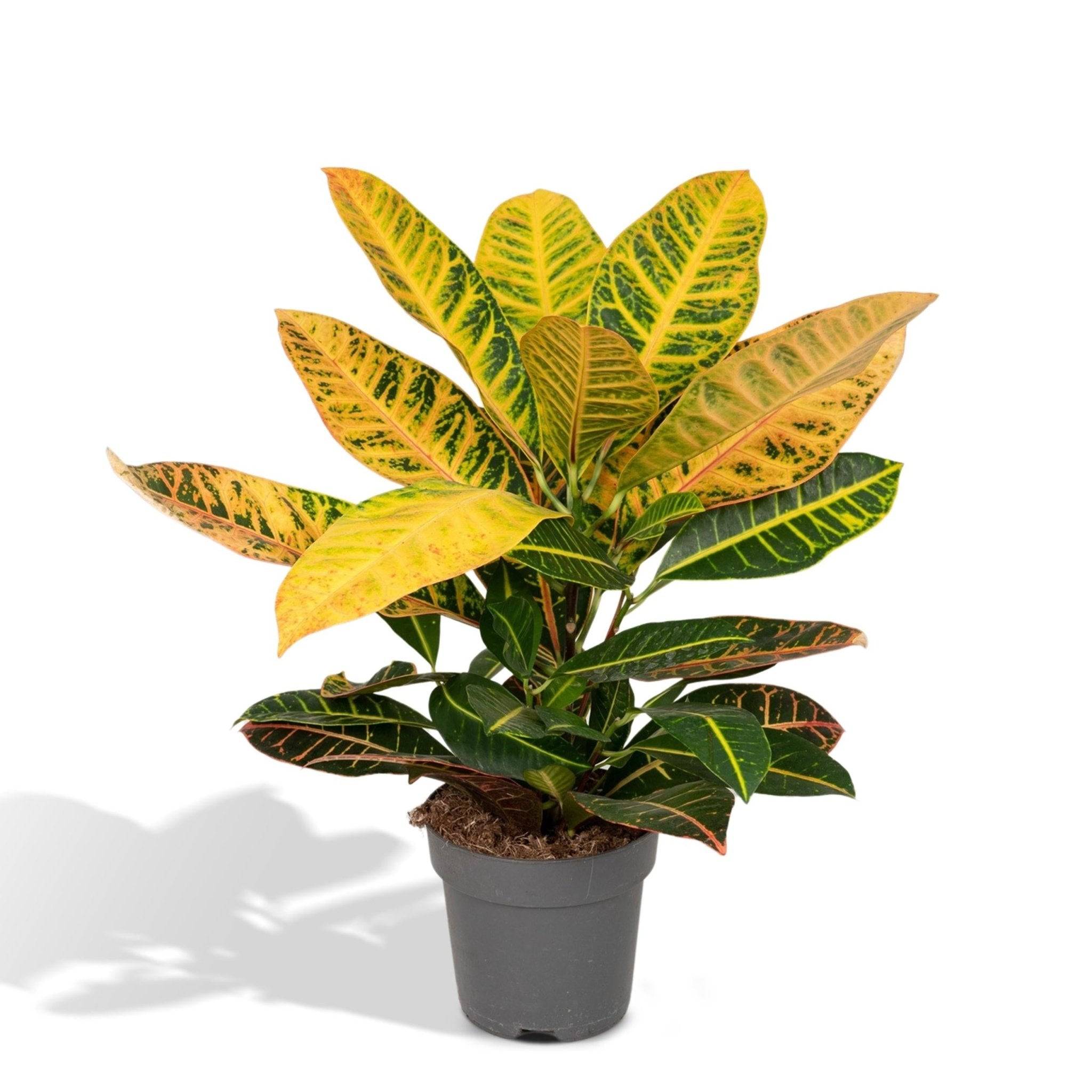 La Green Touch - Codiaeum Petra Croton 45cm - Plante d'intérieur- La Green Touch - Image 4
