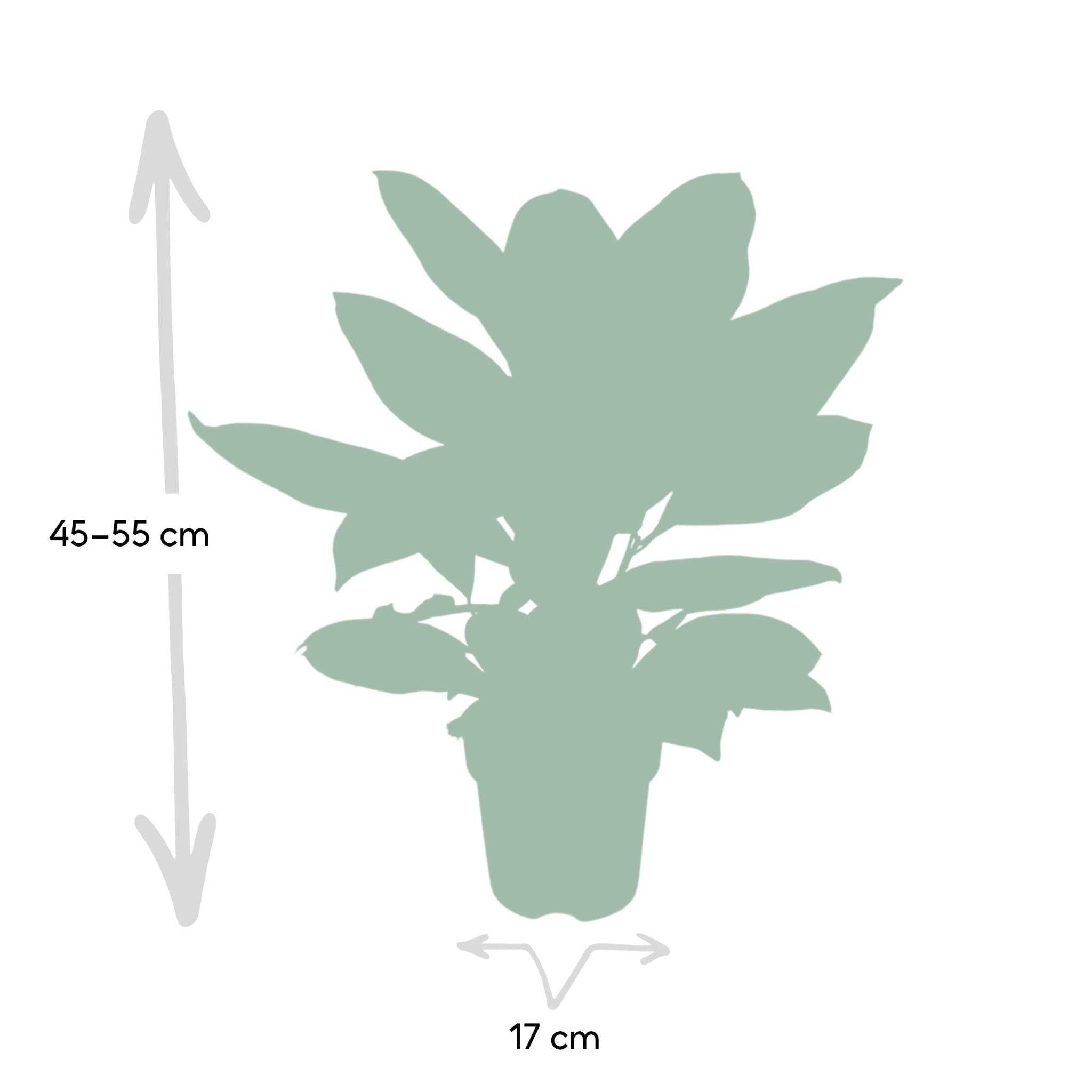 La Green Touch - Codiaeum Petra Croton 45cm - Plante d'intérieur- La Green Touch - Image 5