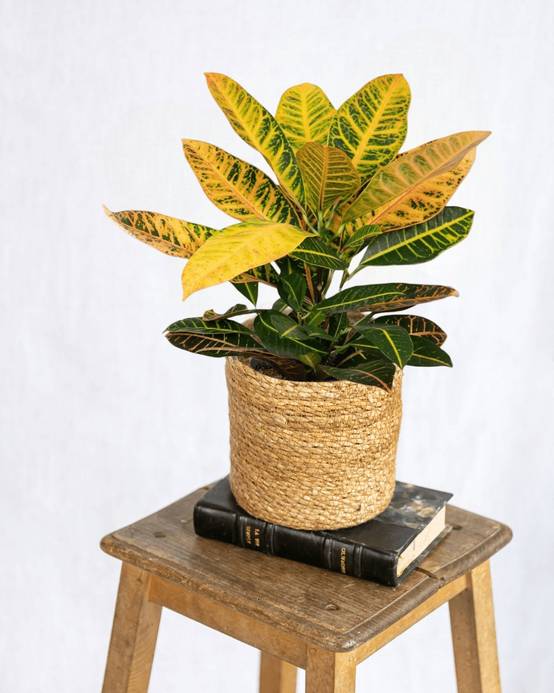 La Green Touch - Codiaeum Petra Croton 45cm - Plante d'intérieur- La Green Touch - Image 2