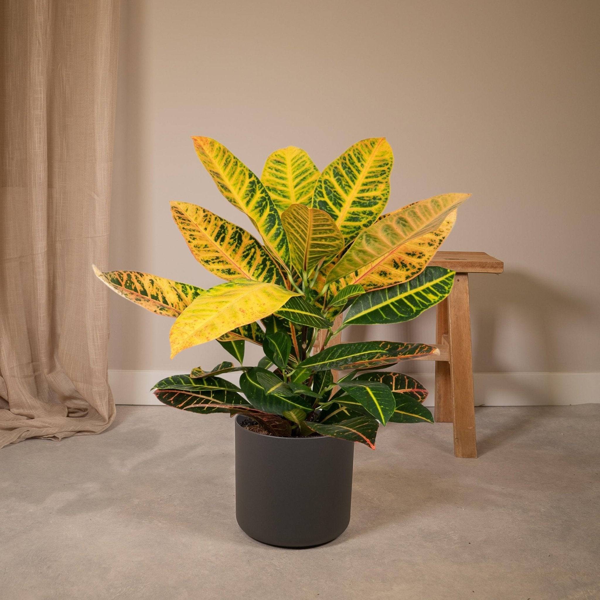 La Green Touch - Codiaeum Petra Croton 45cm - Plante d'intérieur- La Green Touch - Image 6