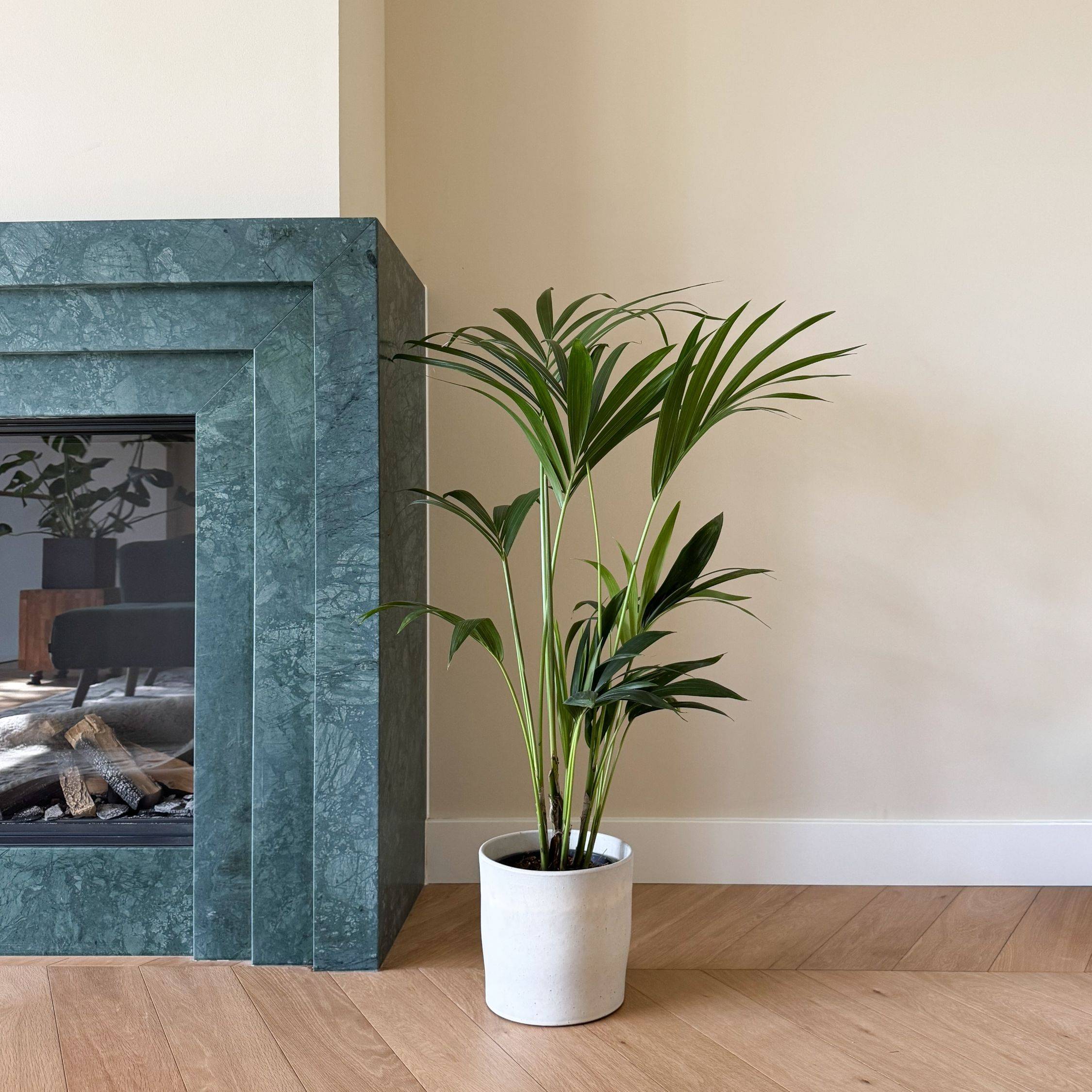 Plant In A Box - Palmier Kentia - Howea forsteriana - Hauteur 90-100cm - ⌀18cm - Image 2