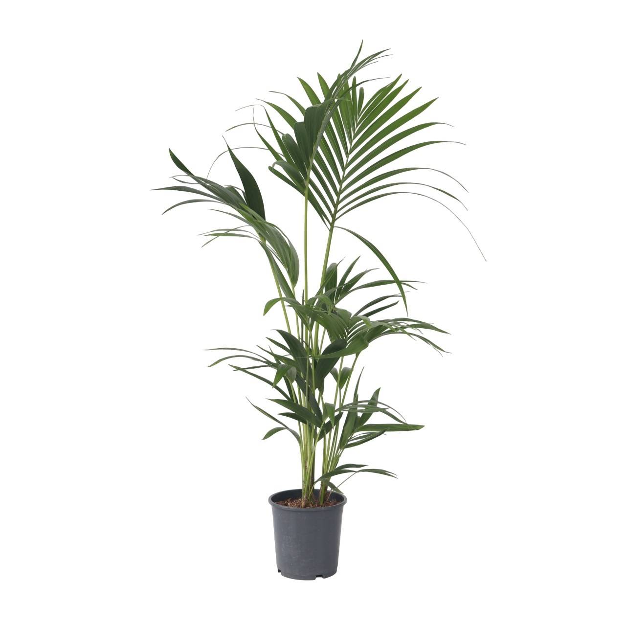 Plant In A Box - Palmier Kentia - Howea forsteriana - Hauteur 90-100cm - ⌀18cm - Image 1