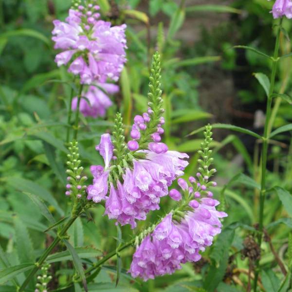 Physostegia virginiana Vivid - Cataleptique Godet de 8/9 cm