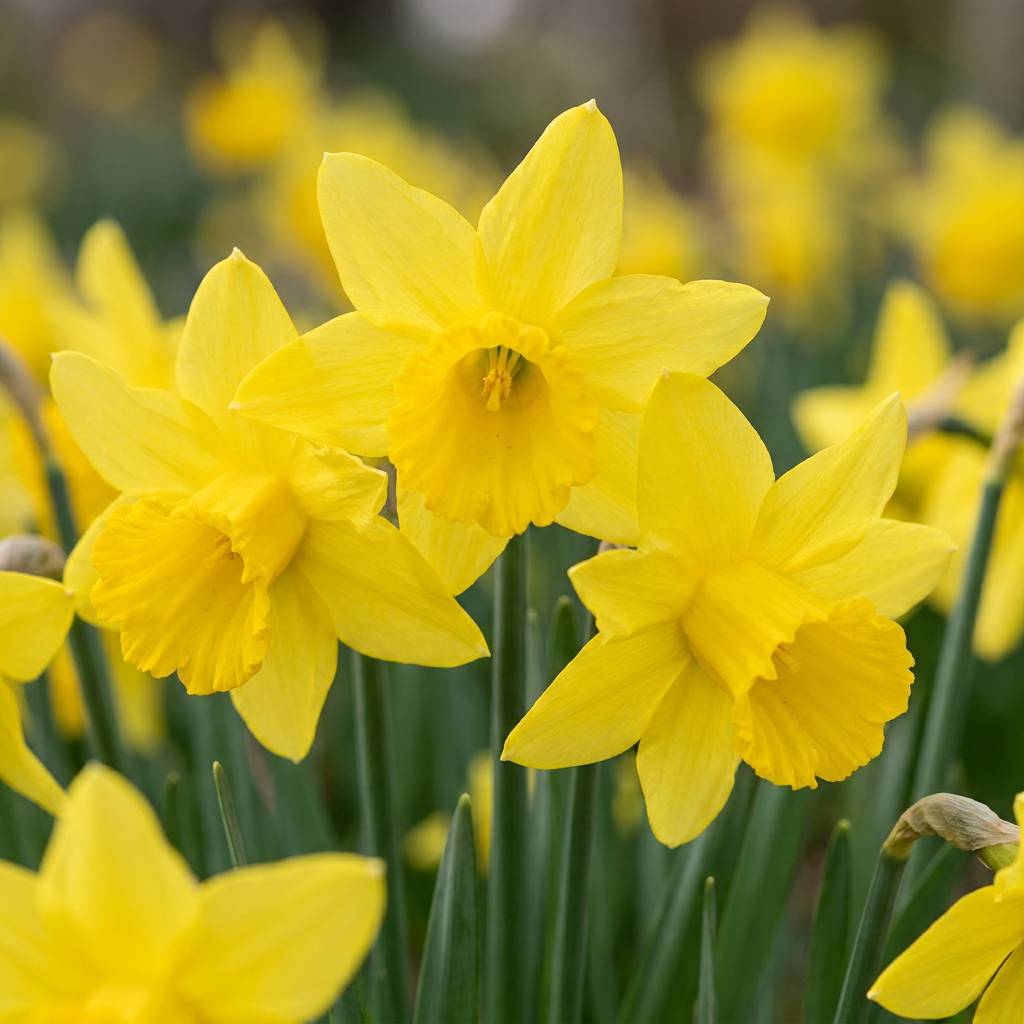 La Green Touch - Narcisse February Gold - 15 bulbes - calibre 10/12 - Image 1