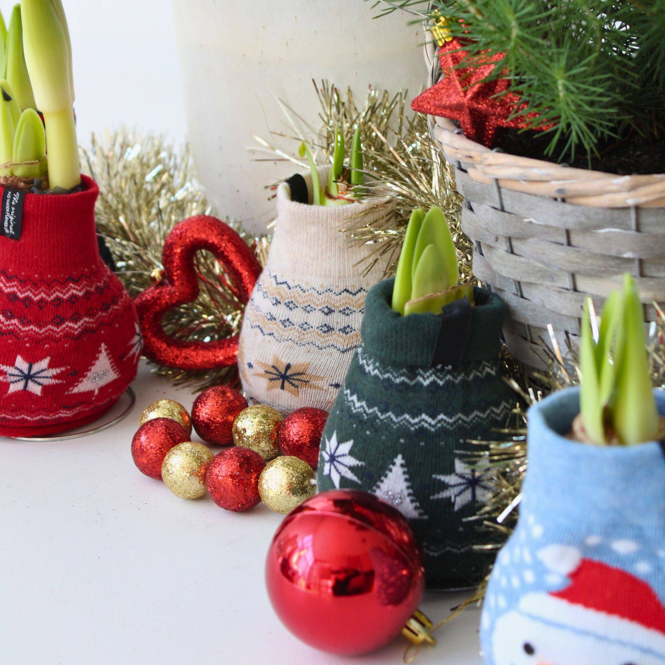 Plant In A Box - Amaryllis - Set de 3 - Hippeastrum 'Christmas Sweater' - Bulbe de fleur - Rouge - Image 3