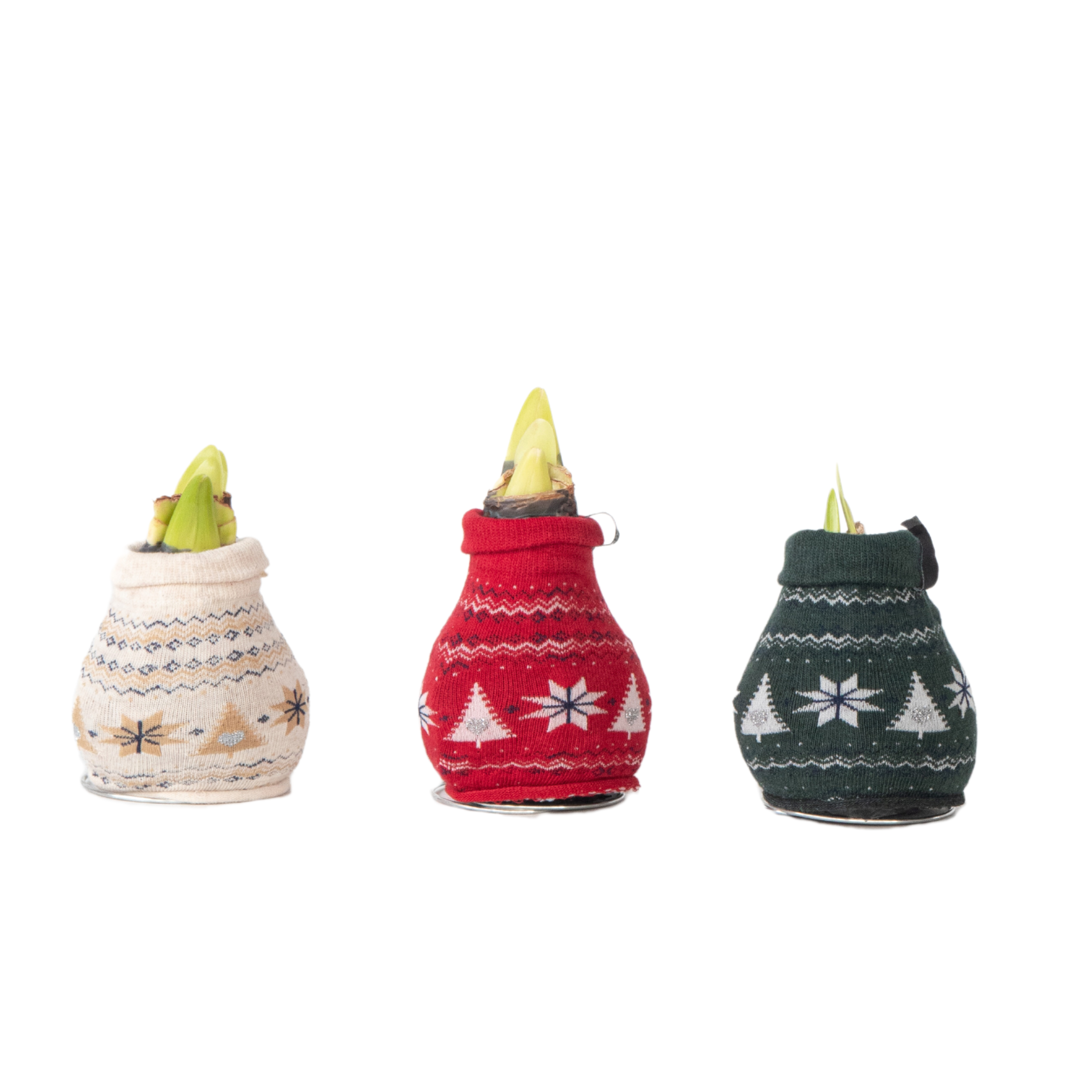 Plant In A Box - Amaryllis - Set de 3 - Hippeastrum 'Christmas Sweater' - Bulbe de fleur - Rouge - Image 1