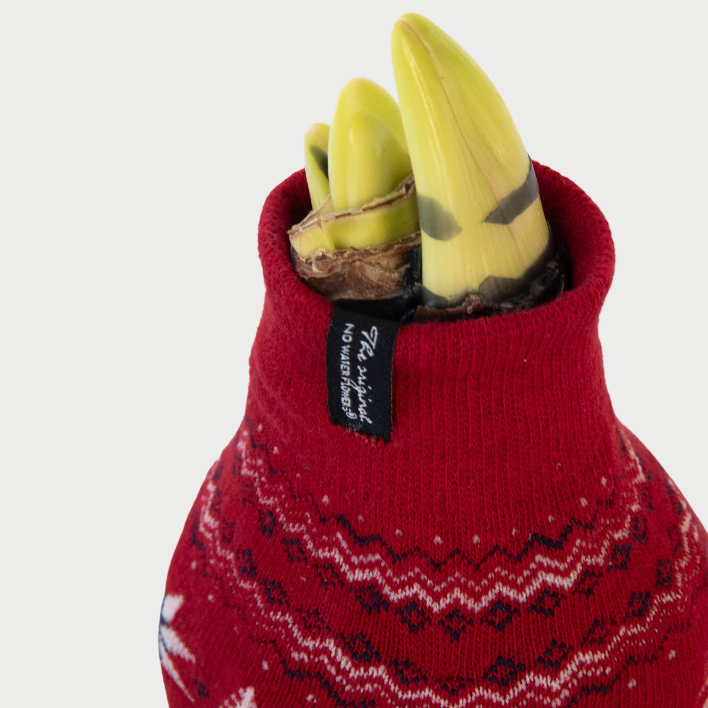Plant In A Box - Amaryllis - Set de 3 - Hippeastrum 'Christmas Sweater' - Bulbe de fleur - Rouge - Image 4