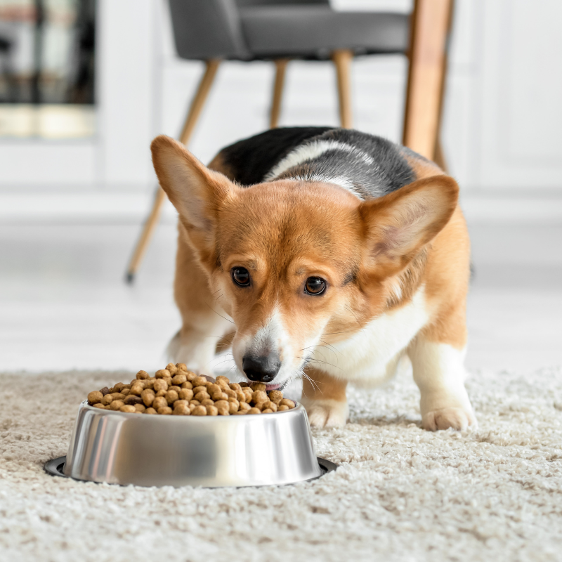 Alleva - Croquettes Sans Céréales Poulet & Canard pour Chien de Petite Taille - Image 2