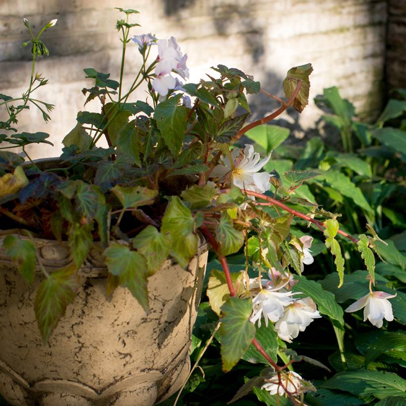 Begonia pendula Blanc - Bégonia retombant Bulbe calibre 6+ (par 3)