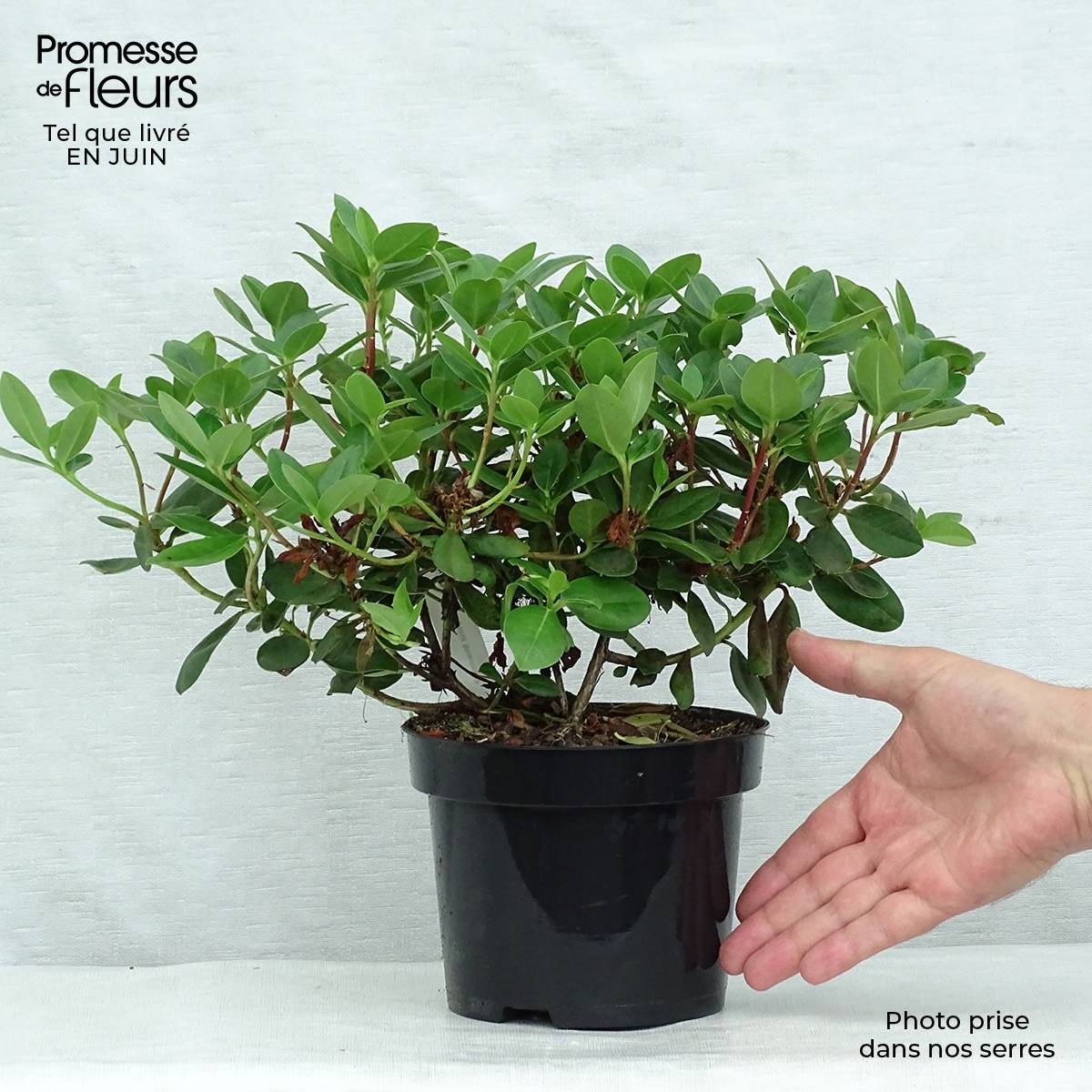 Rhododendron Shamrock - Rhododendron nain Pot de 2L/3L - Gamm vert