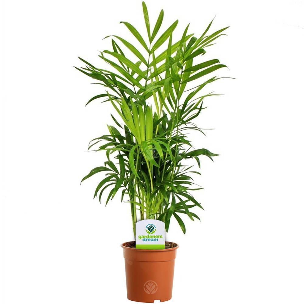 Gardenersdream - Assortiment De Plantes D'Intérieur - 3 Plantes – Superbe Plantes Vivantes En Pot Pour La Maison Ou Le Bureau (Assortiment B) - GardenersDream - Image 2