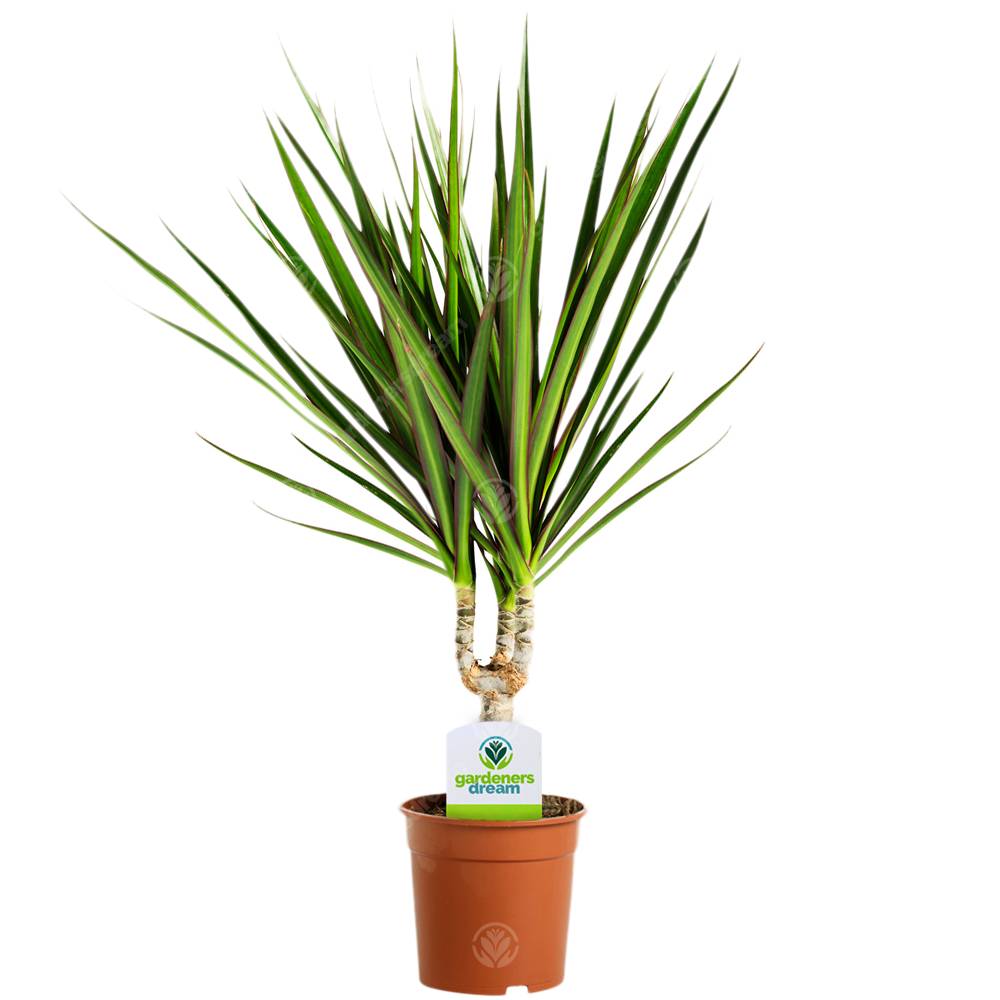 Gardenersdream - Assortiment De Plantes D'Intérieur - 3 Plantes – Superbe Plantes Vivantes En Pot Pour La Maison Ou Le Bureau (Assortiment B) - GardenersDream - Image 4