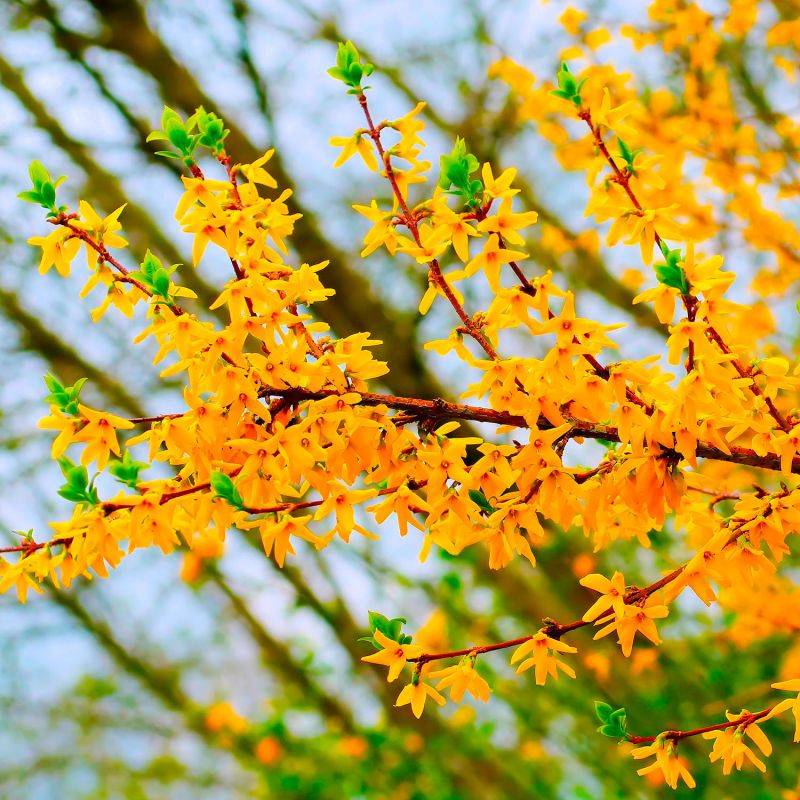 10 Forsythias (Forsythia X Intermedia 'Lynwood Gold') - Haie de Forsythia x Intermedia -  - Pépinières Naudet - Image 2