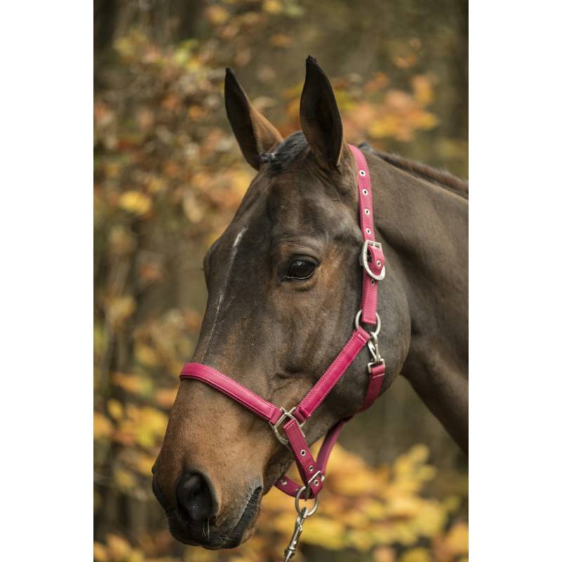Licol LAMI-CELL "LC" - Taille cheval Lami-Cell Couleurs Framboise - Image 2