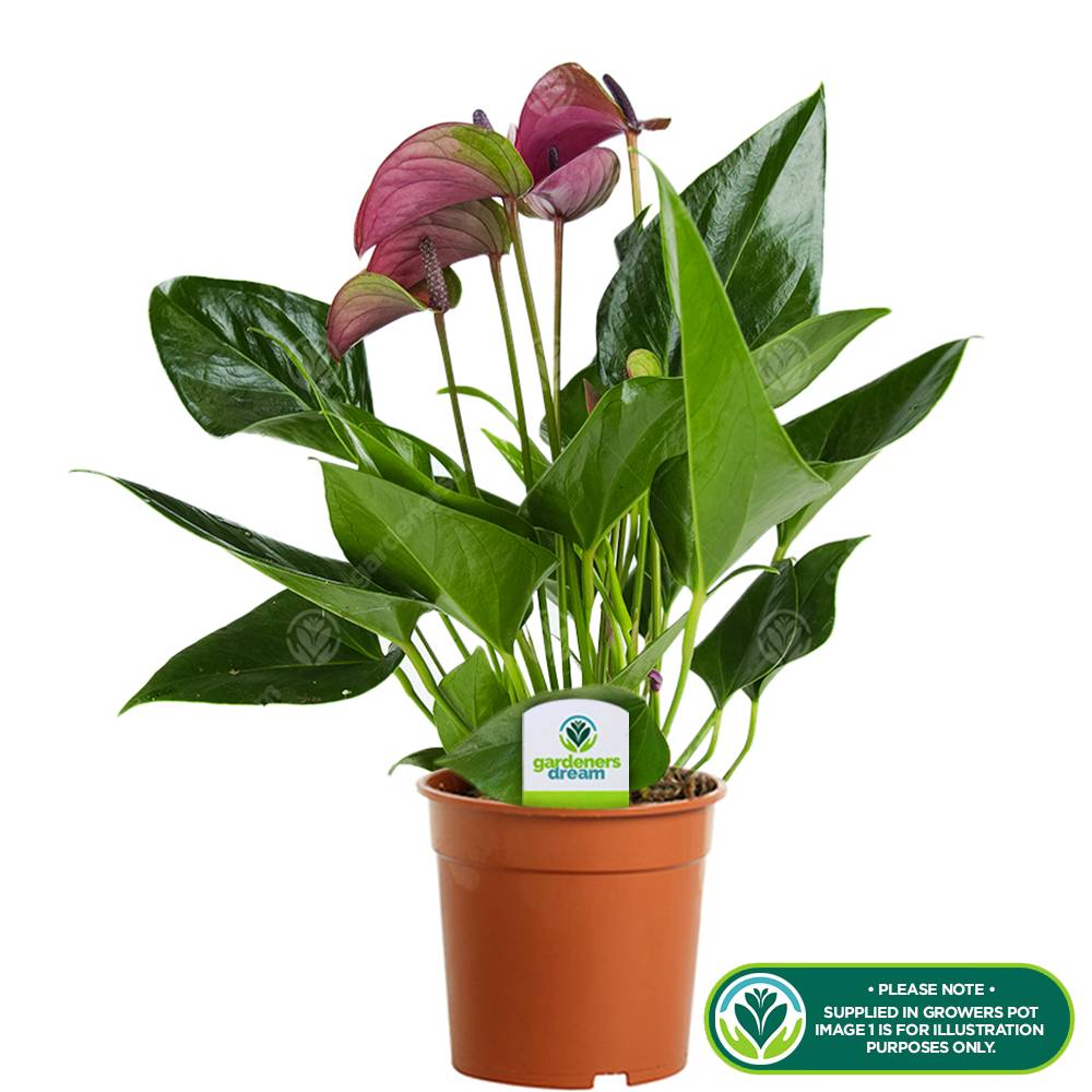 Gardenersdream - Plante D'Intérieur Anthurium Tropical Purple Flamingo De Gardenersdream  - Plante En Pot En Céramique De 13 Cm - Facile À Entretenir - GardenersDream - Image 2