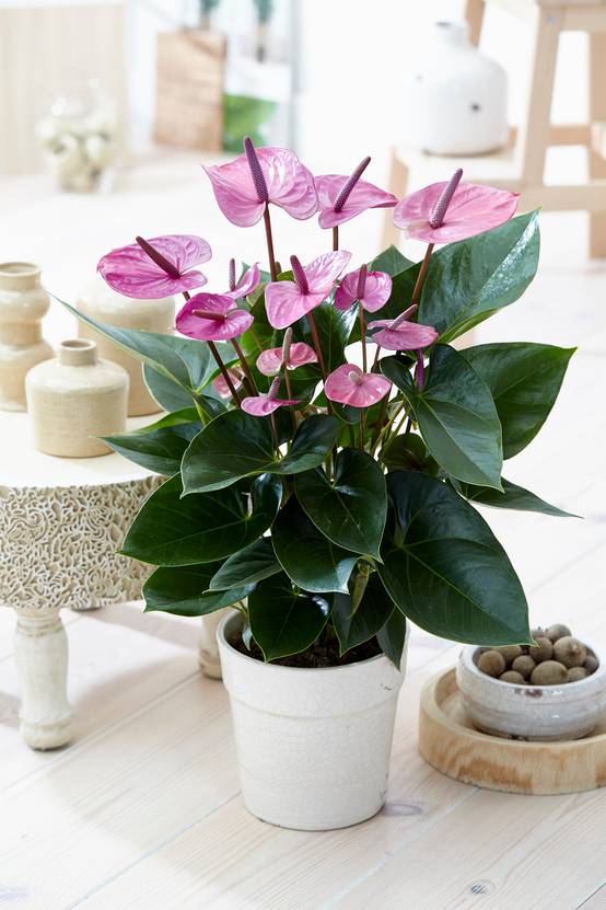 Gardenersdream - Plante D'Intérieur Anthurium Tropical Purple Flamingo De Gardenersdream - Plante En Pot En Céramique De 13 Cm - Facile À Entretenir - GardenersDream - Image 1