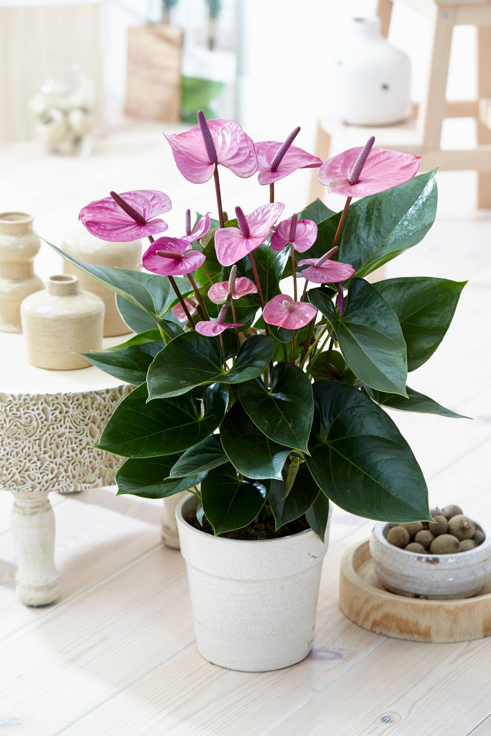 Gardenersdream - Plante D'Intérieur Anthurium Tropical Purple Flamingo De Gardenersdream  - Plante En Pot En Céramique De 13 Cm - Facile À Entretenir - GardenersDream