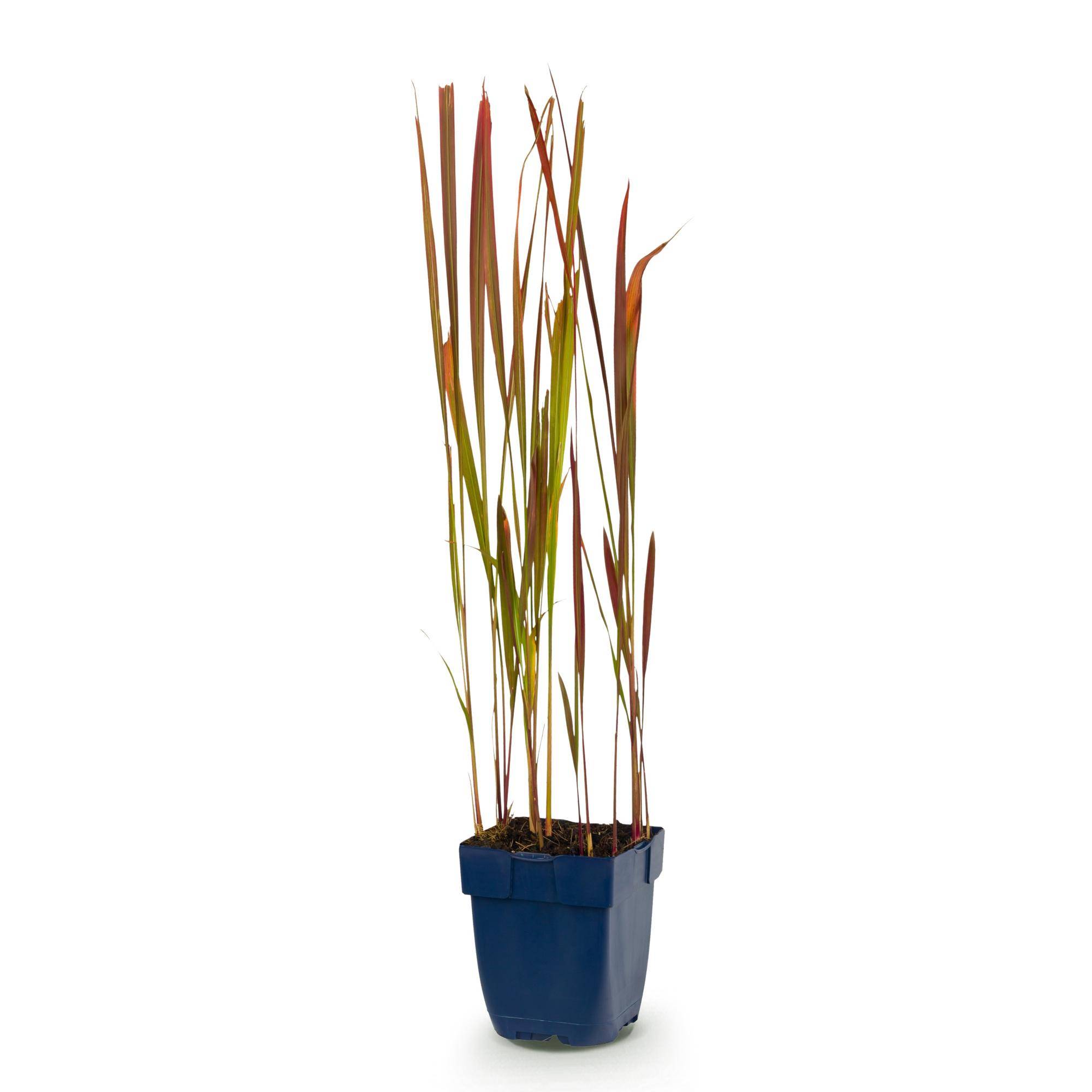 Herbe sanglante du Japon 'Red Baron' (Imperata cylindrica) - graminée au feuillage rouge - Pot 11 cm - Hauteur 25 cm - 1 plant - Plantes d'intérieur - Image 2