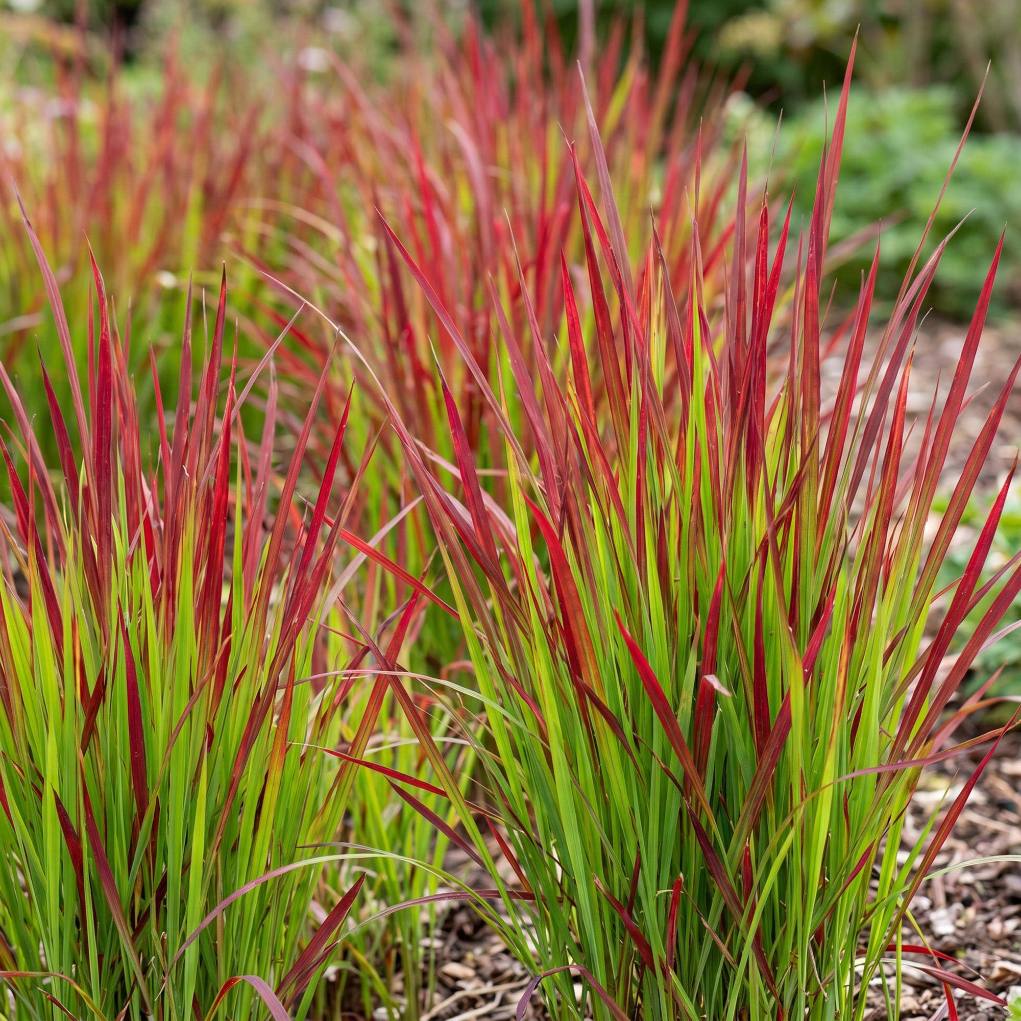 Herbe sanglante du Japon 'Red Baron' (Imperata cylindrica) - graminée au feuillage rouge - Pot 11 cm - Hauteur 25 cm - 1 plant - Plantes d'intérieur - Image 5