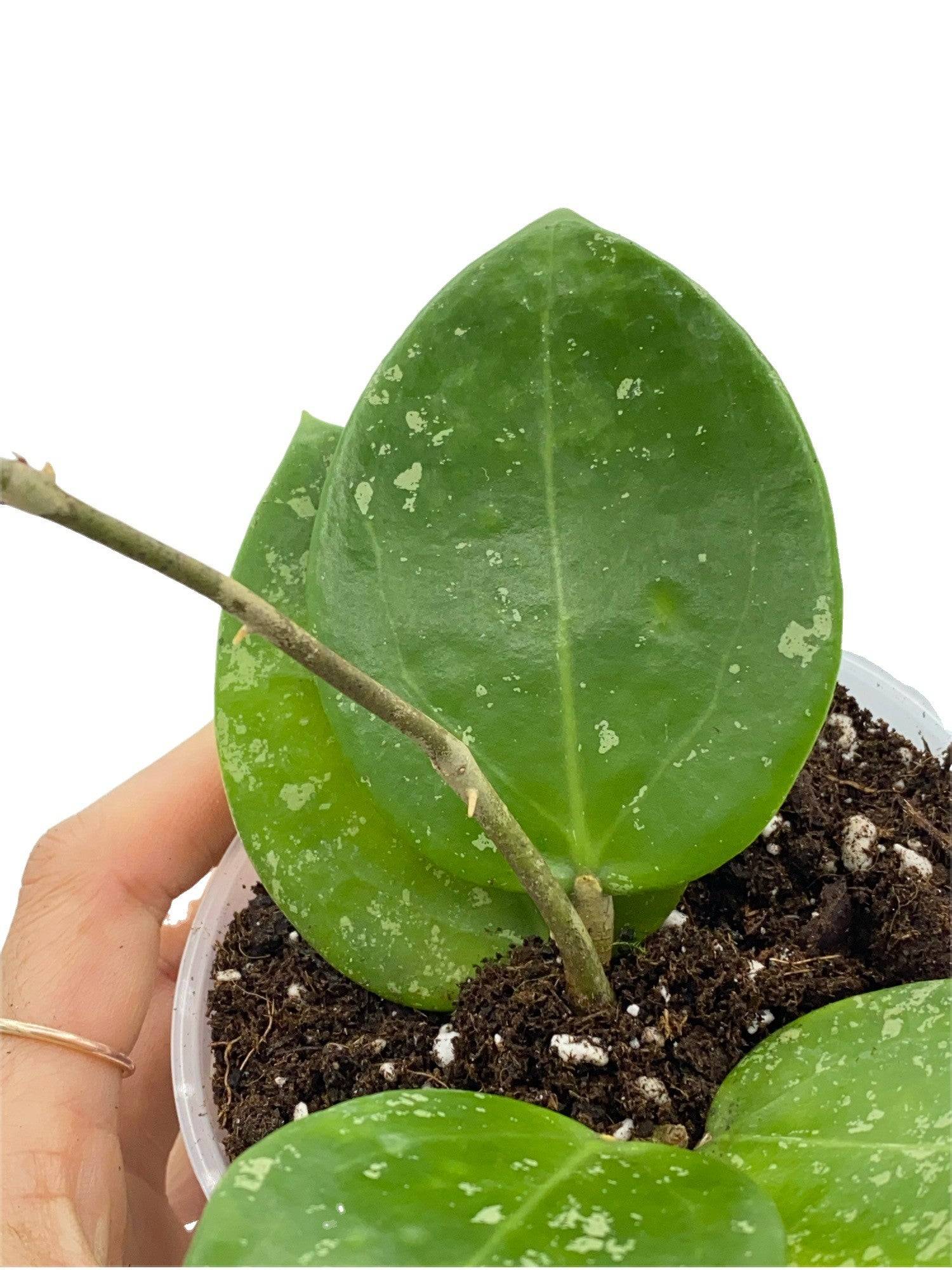 Hoya Parasitica - Pot de 9cm - Plantes d'intérieur - Image 1