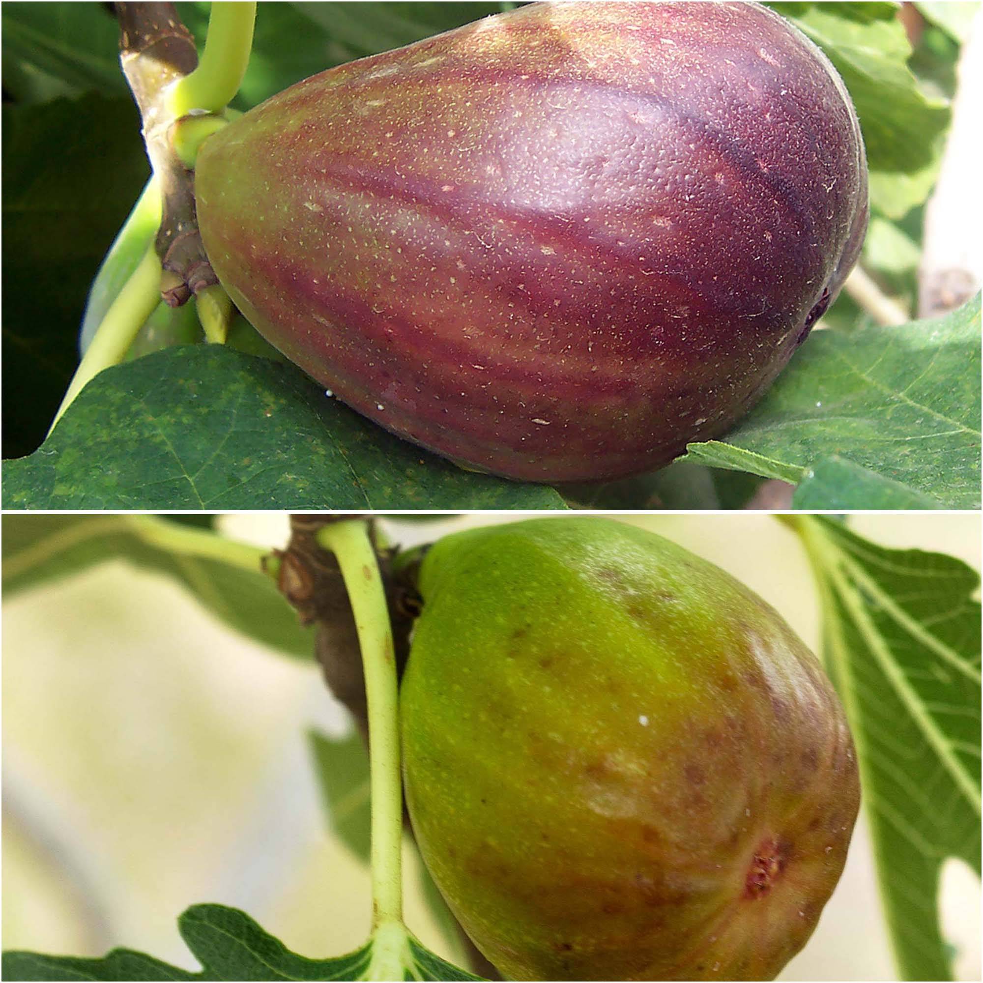 Duo de figuiers Brown Turkey rouge et Goutte d'Or blanc - Collection de 2 plantes