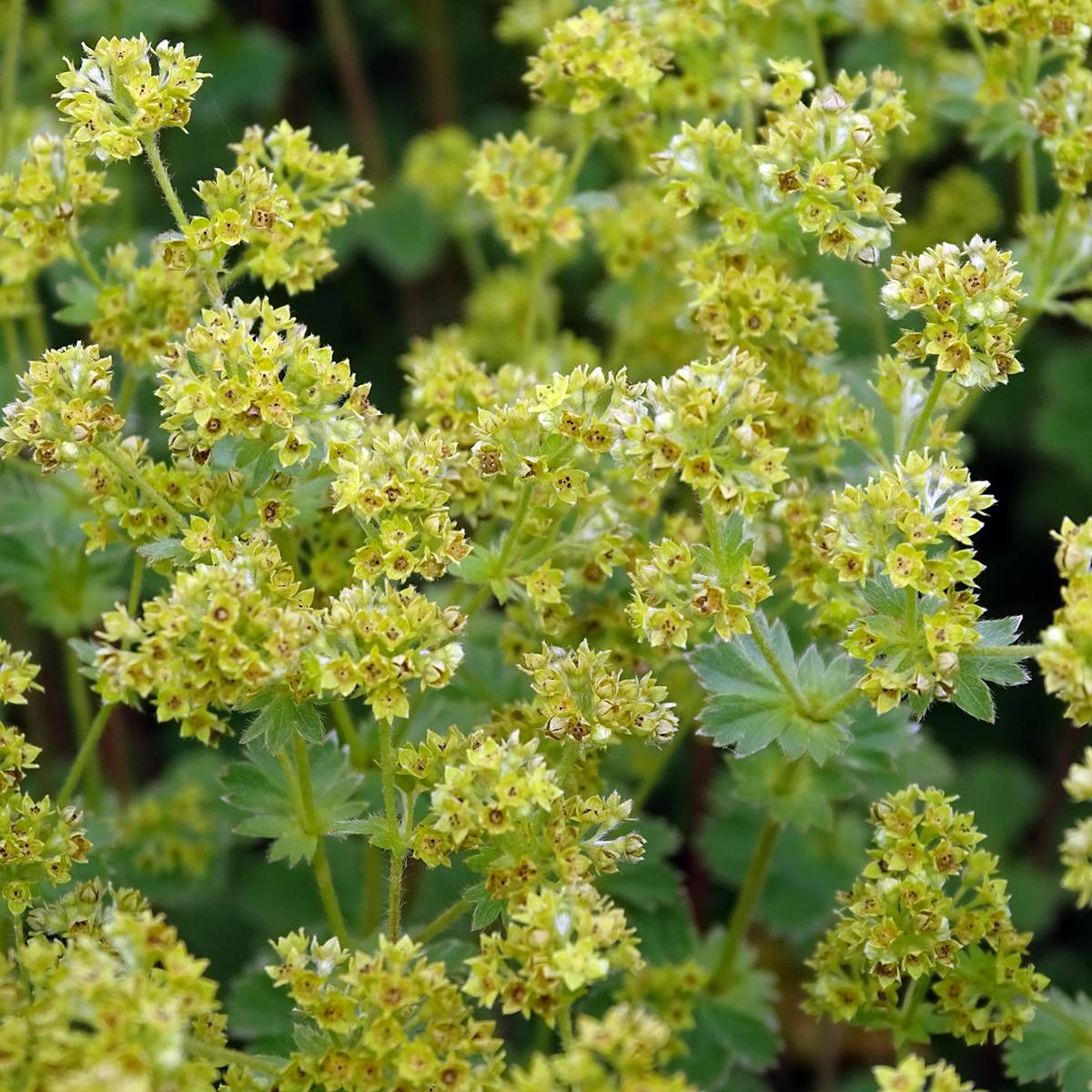 Promesse de Fleurs - Alchemilla erythropoda - Alchémille Godet de 8/9 cm