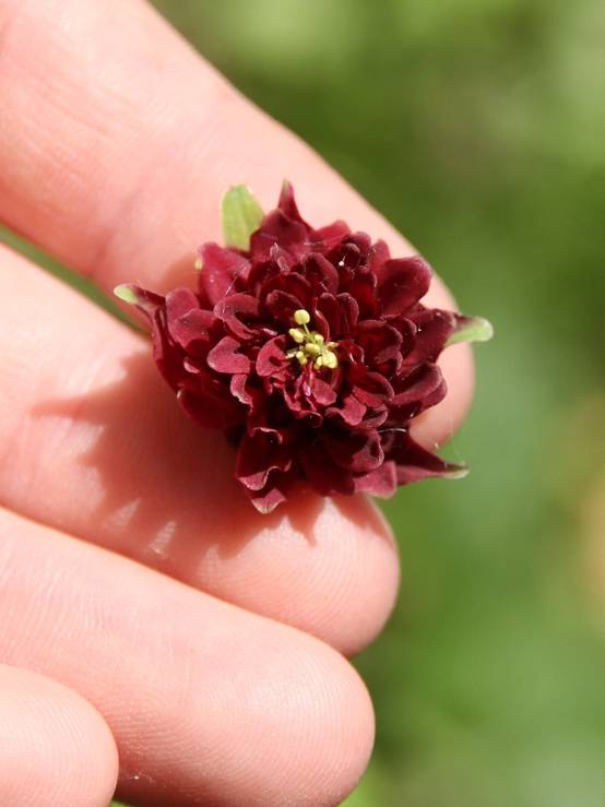 Ancolie vulgaris Ruby Port Godet de 8/9 cm - Image 2
