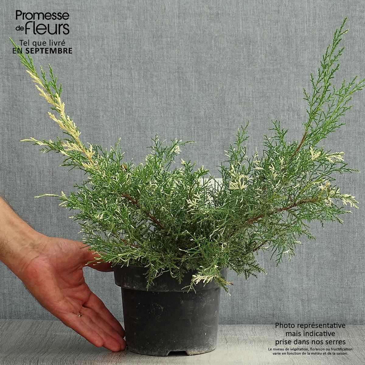 Genévrier - Juniperus pfitzeriana White Splash Pot de 2L/3L - Image 2