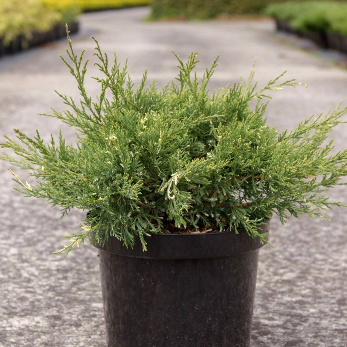 Genévrier - Juniperus pfitzeriana White Splash Pot de 2L/3L - Image 1