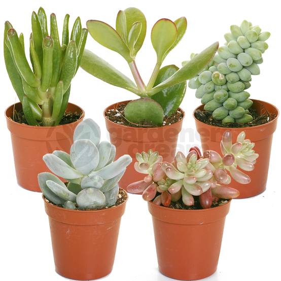 Gardenersdream - Mélange De Succulentes – 5 Plantes – Maison / Bureau Plante D’Intérieur En Pot Cadeau Parfait - GardenersDream - Image 1