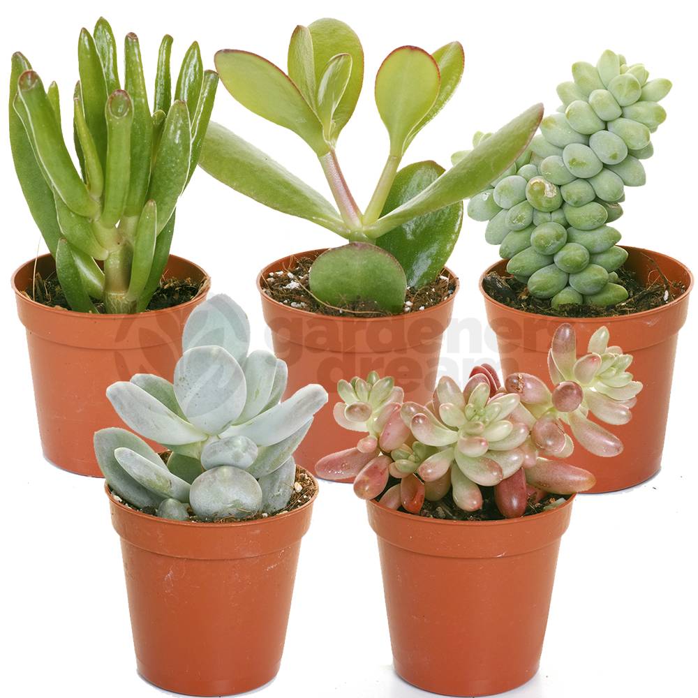 Gardenersdream - Mélange De Succulentes – 5 Plantes – Maison / Bureau Plante D’Intérieur En Pot Cadeau Parfait - GardenersDream - Image 1