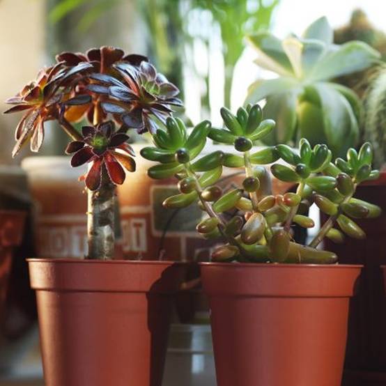 Gardenersdream - Mélange De Succulentes – 5 Plantes – Maison / Bureau Plante D’Intérieur En Pot Cadeau Parfait - GardenersDream - Image 3