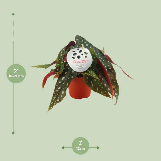 Begonia Maculata - Ø12 ↕20 - Plantes d'intérieur - Image 2