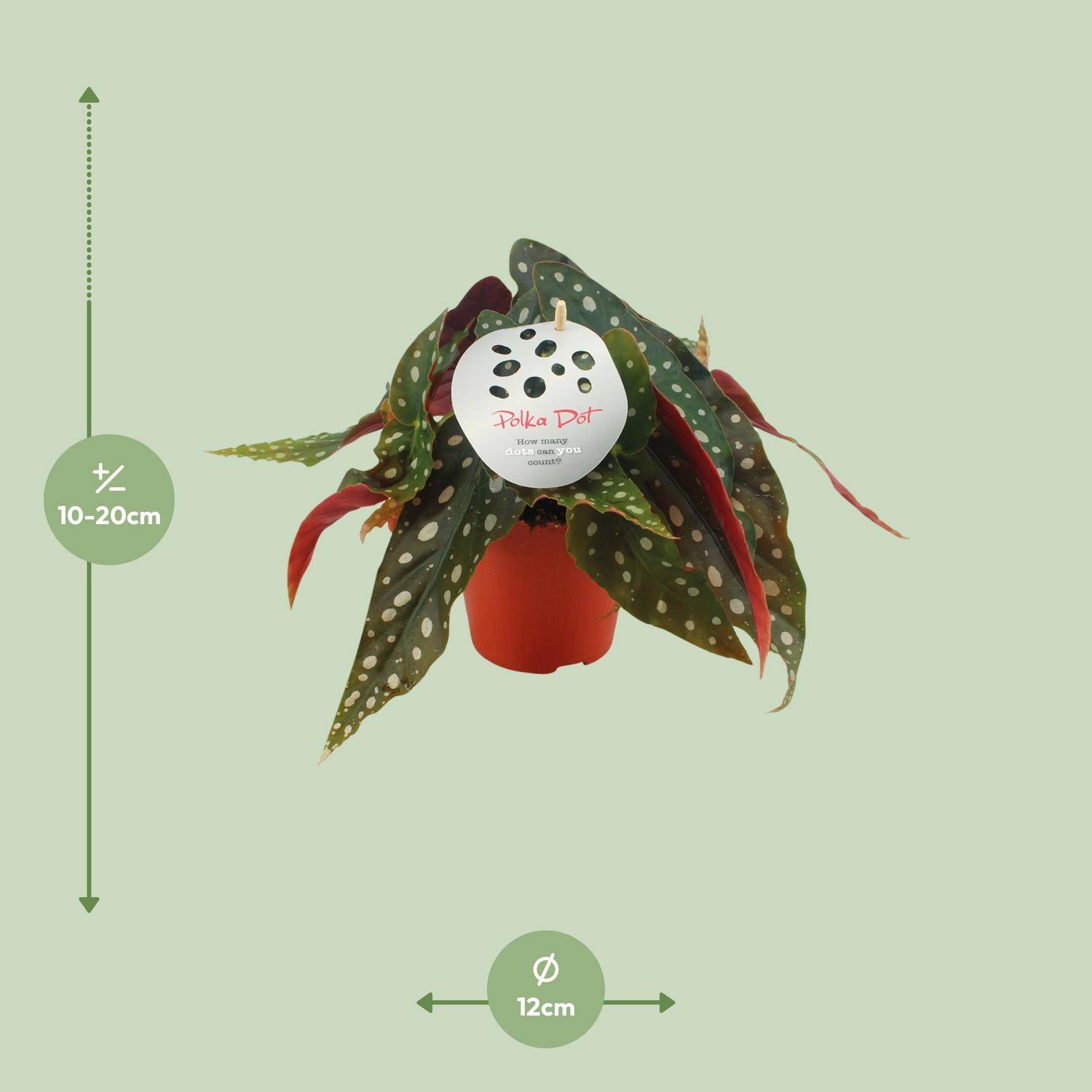 Begonia Maculata - Ø12 ↕20 - Plantes d'intérieur - Image 2