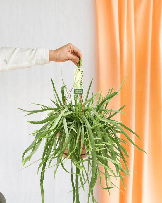 Lepismium Bolivianum 55cm - Plante d'intérieur- La Green Touch - Image 2