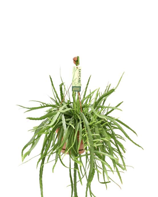 Lepismium Bolivianum 55cm - Plante d'intérieur- La Green Touch - Image 1