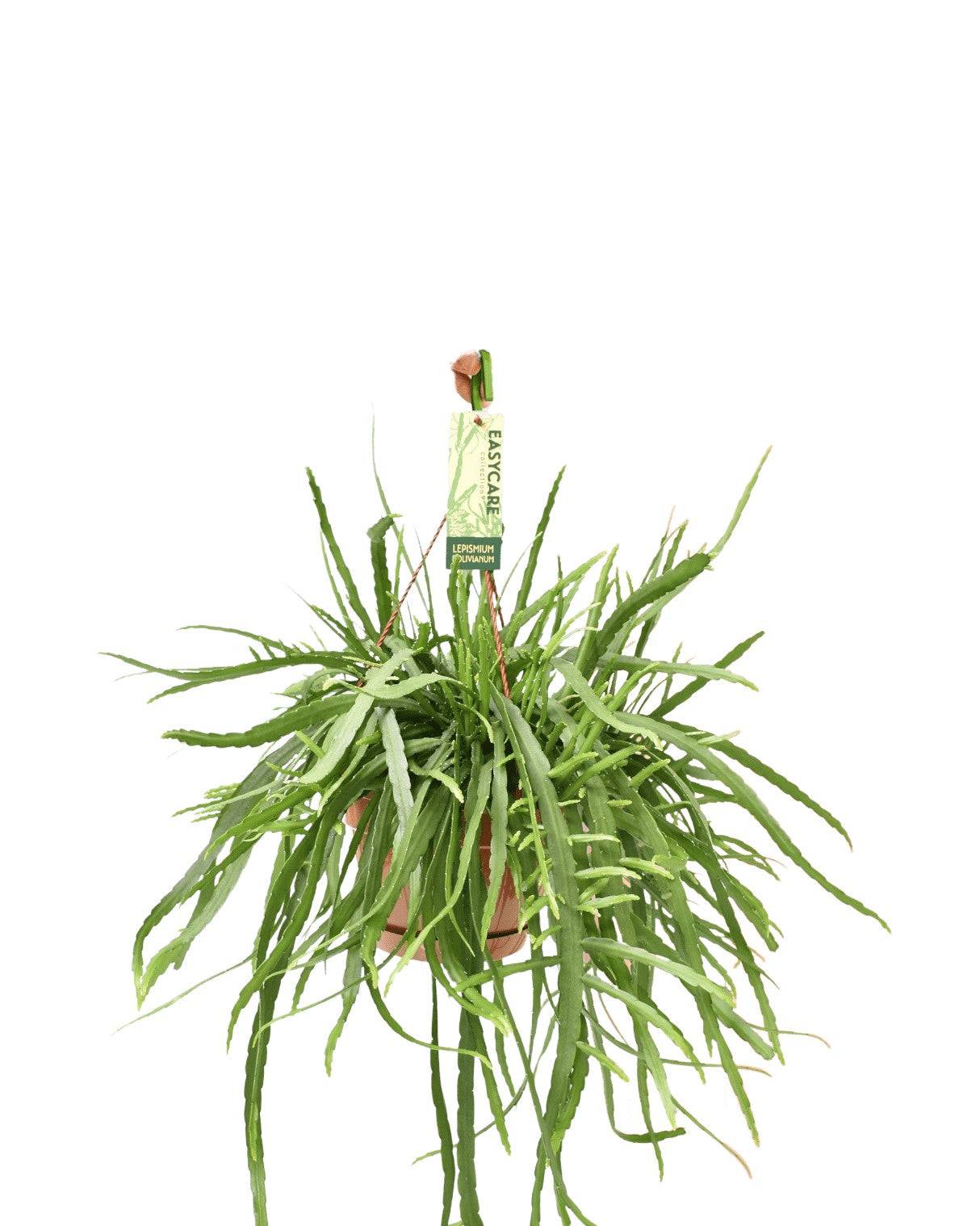 Lepismium Bolivianum 55cm - Plante d'intérieur- La Green Touch - Image 1