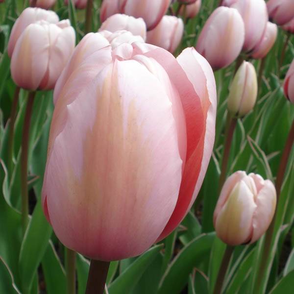 Promesse de Fleurs - Tulipe Darwin Salmon Impression Bulbe calibre 12+ (par 10)