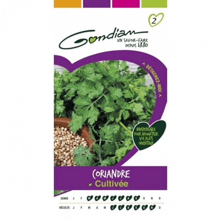 Gondian - Coriandre Cultivée