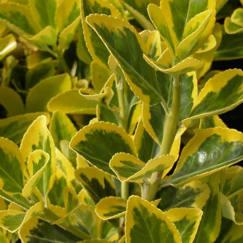 Fusain du Japon Microphyllus Aureovariegatus, Euonymus - Pot de 3L - 20/40 cm - Image 1