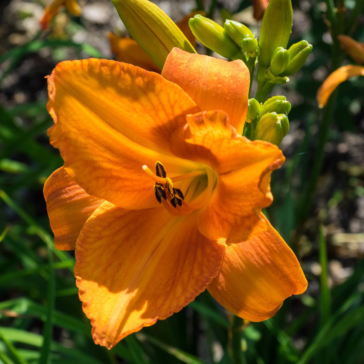 Promesse de Fleurs - Hémérocalle Mauna Loa - Lis d'un jour orange Pot de 2L/3L